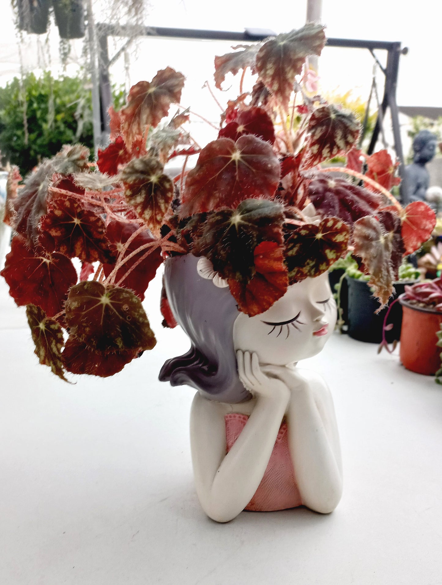 Medium Begonia Rex Flower Fairy pot - ideal for indoor space!