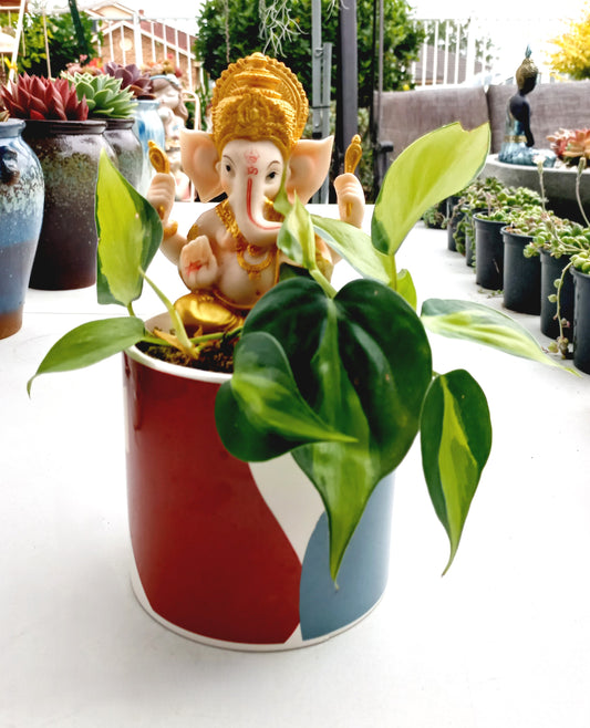 Philodendron Brasil Ganesh pot - ideal for indoor space!