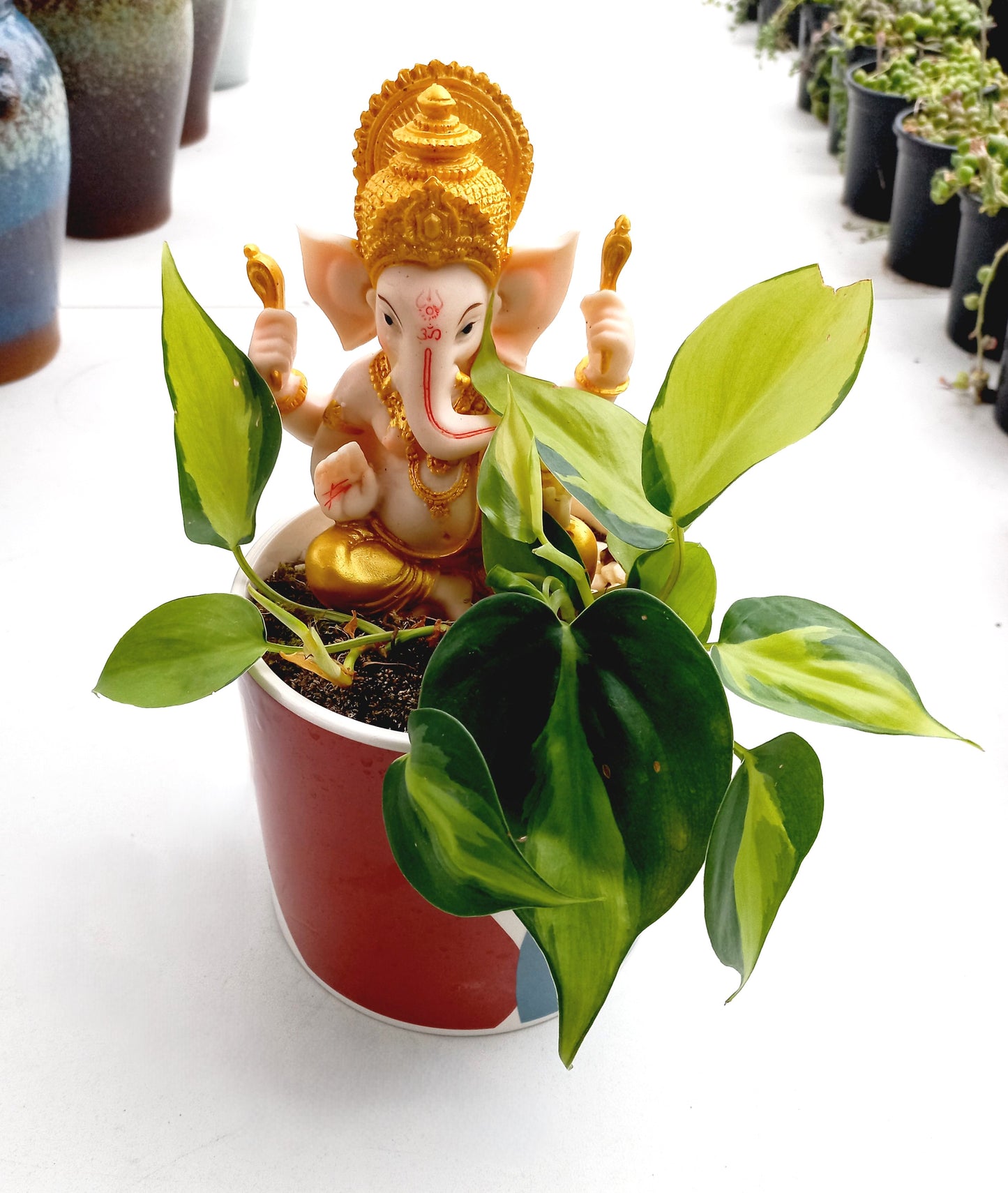 Philodendron Brasil Ganesh pot - ideal for indoor space!