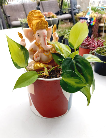 Philodendron Brasil Ganesh pot - ideal for indoor space!