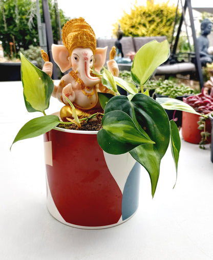 Philodendron Brasil Ganesh pot - ideal for indoor space!