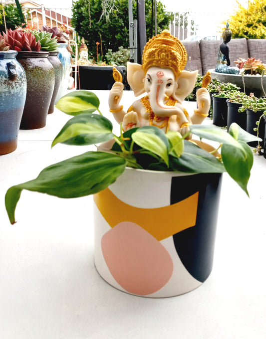 Philodendron Brasil Ganesh abstract pot - ideal for indoor space!