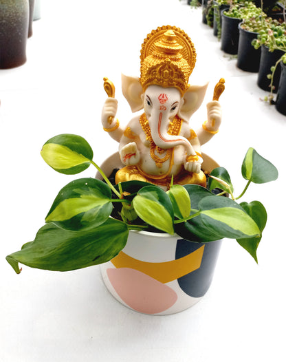 Philodendron Brasil Ganesh abstract pot - ideal for indoor space!