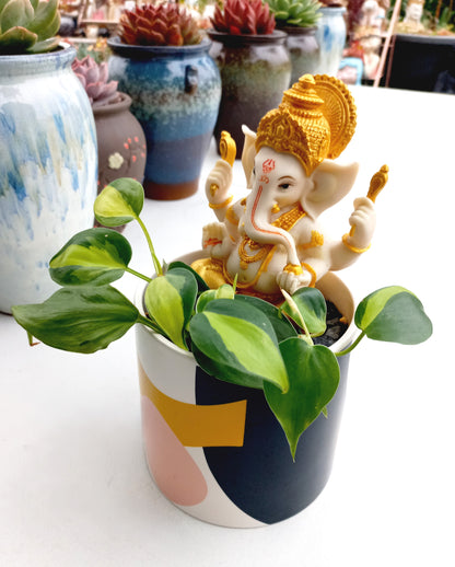 Philodendron Brasil Ganesh abstract pot - ideal for indoor space!