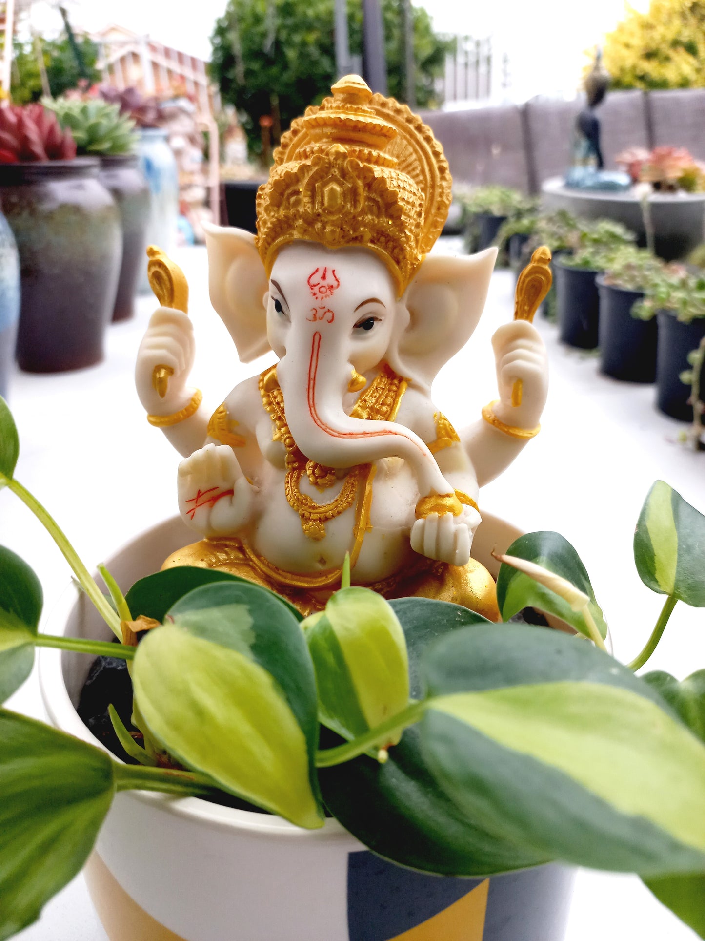 Philodendron Brasil Ganesh abstract pot - ideal for indoor space!