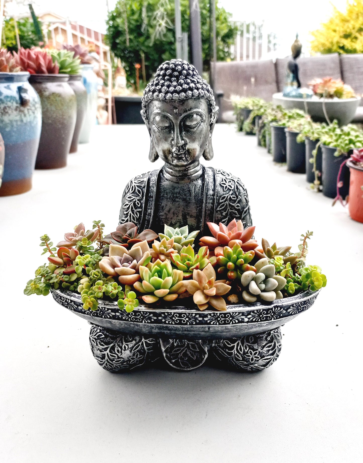 Buddha Succulent Tray - In-store collection