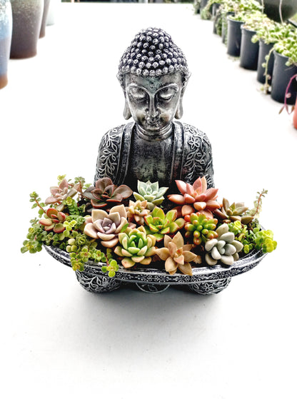 Buddha Succulent Tray - In-store collection