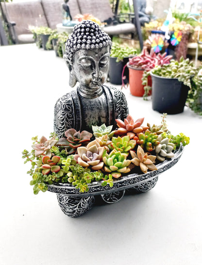 Buddha Succulent Tray - In-store collection