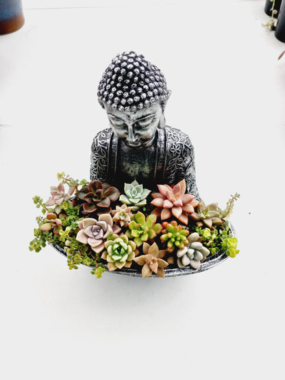 Buddha Succulent Tray - In-store collection