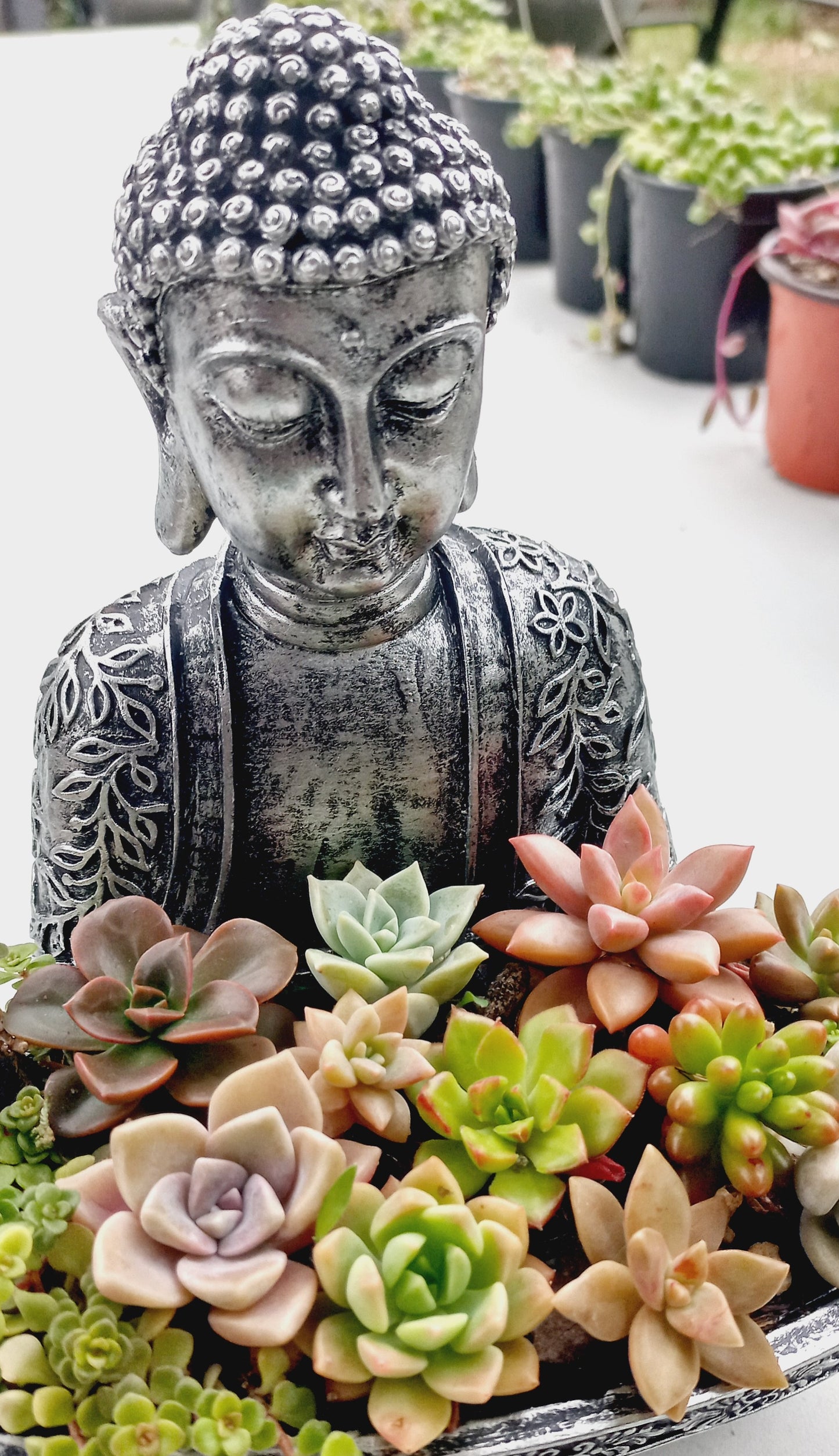 Buddha Succulent Tray - In-store collection