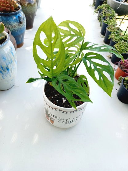 You Grow Girl Pun Planter - ideal for indoor space!