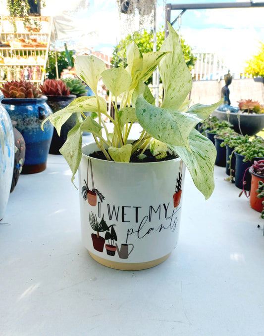 I Wet my Plants Planter Pot - ideal for indoor space!