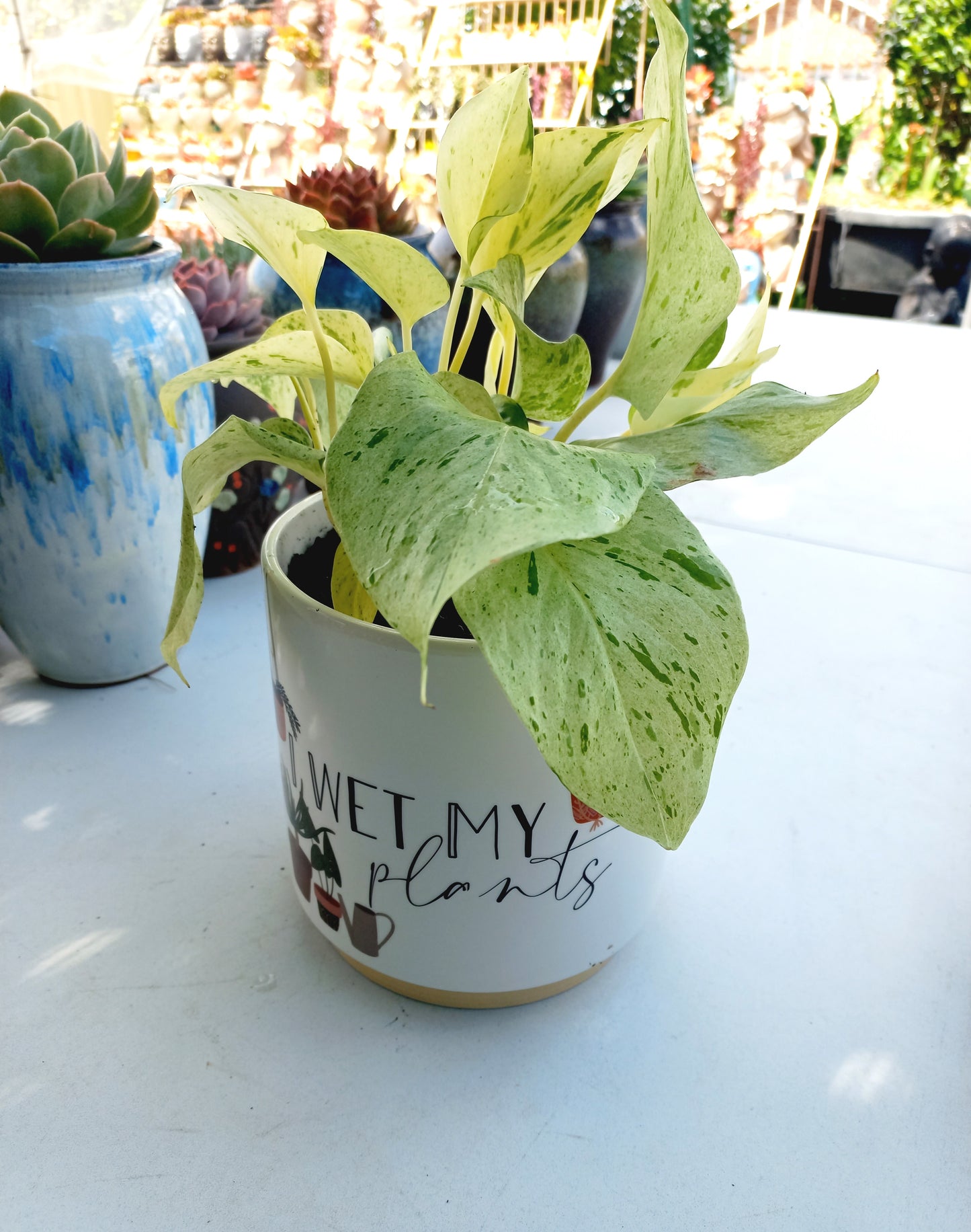 I Wet my Plants Planter Pot - ideal for indoor space!