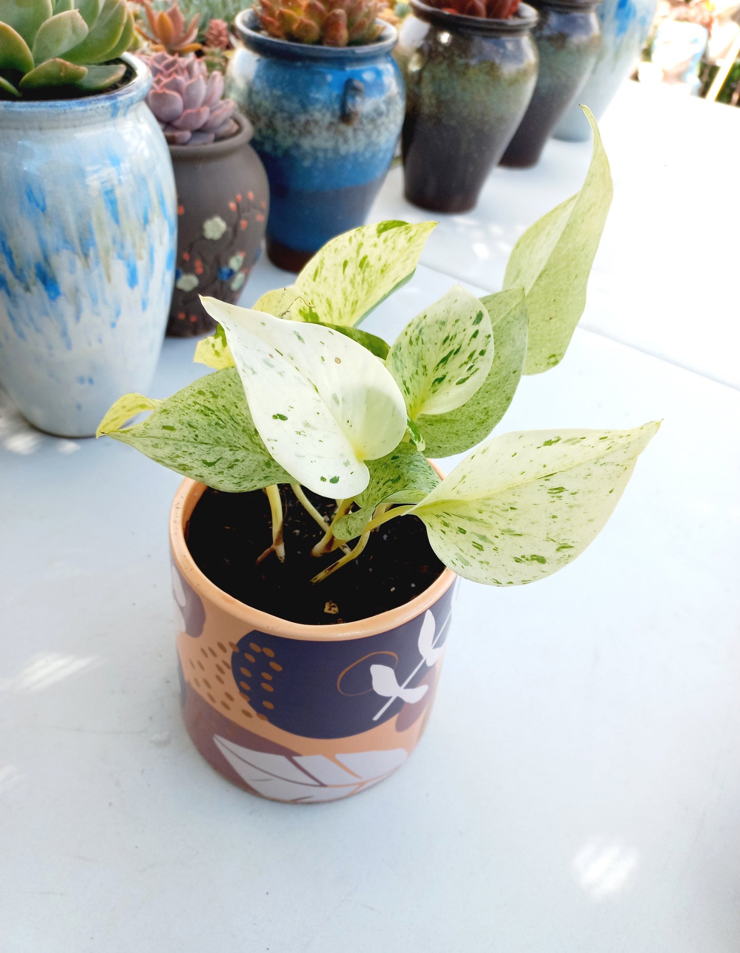 Esmi Foliage Planter Pot - ideal for indoor space!