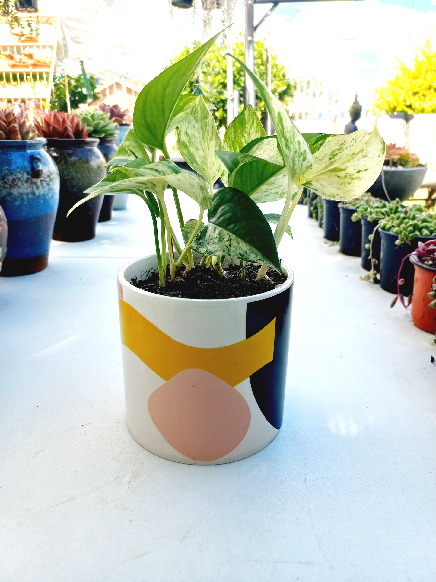 Elena Abstract Planter Pot - ideal for indoor space!