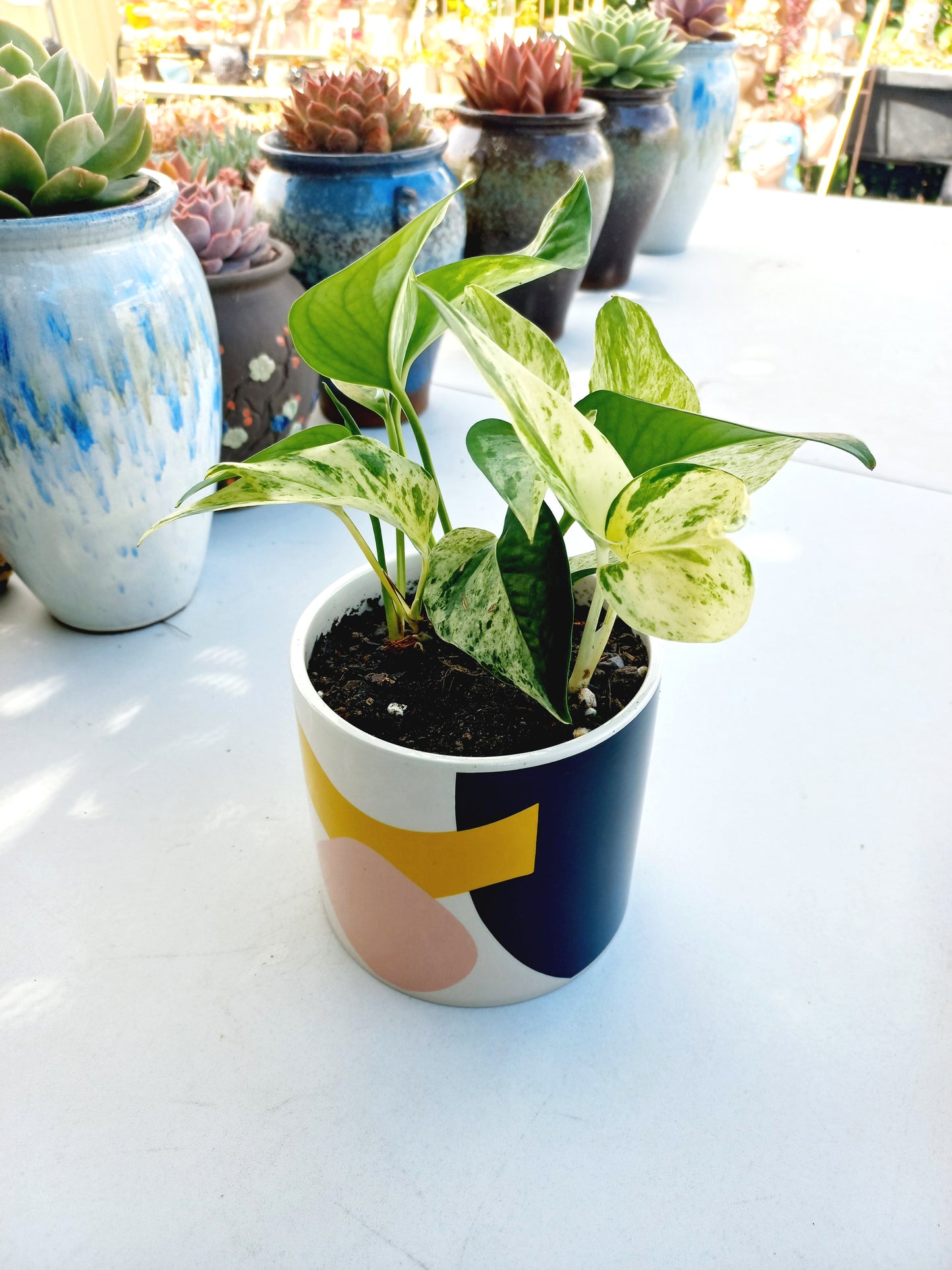 Elena Abstract Planter Pot - ideal for indoor space!