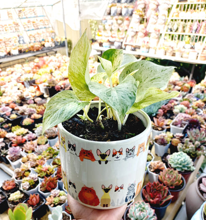 Quirky Cat Planter Multicolored Planter Pot - ideal for indoor space!