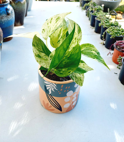 Esmi Foliage Planter Pot - ideal for indoor space!