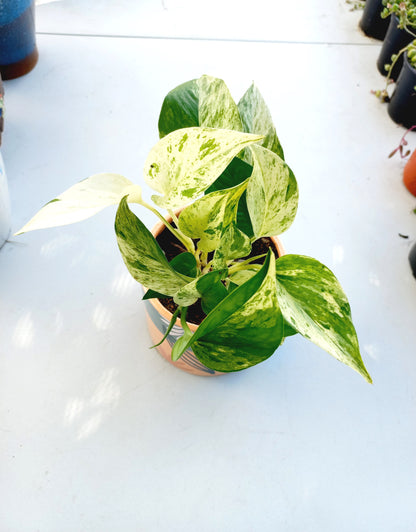 Esmi Foliage Planter Pot - ideal for indoor space!