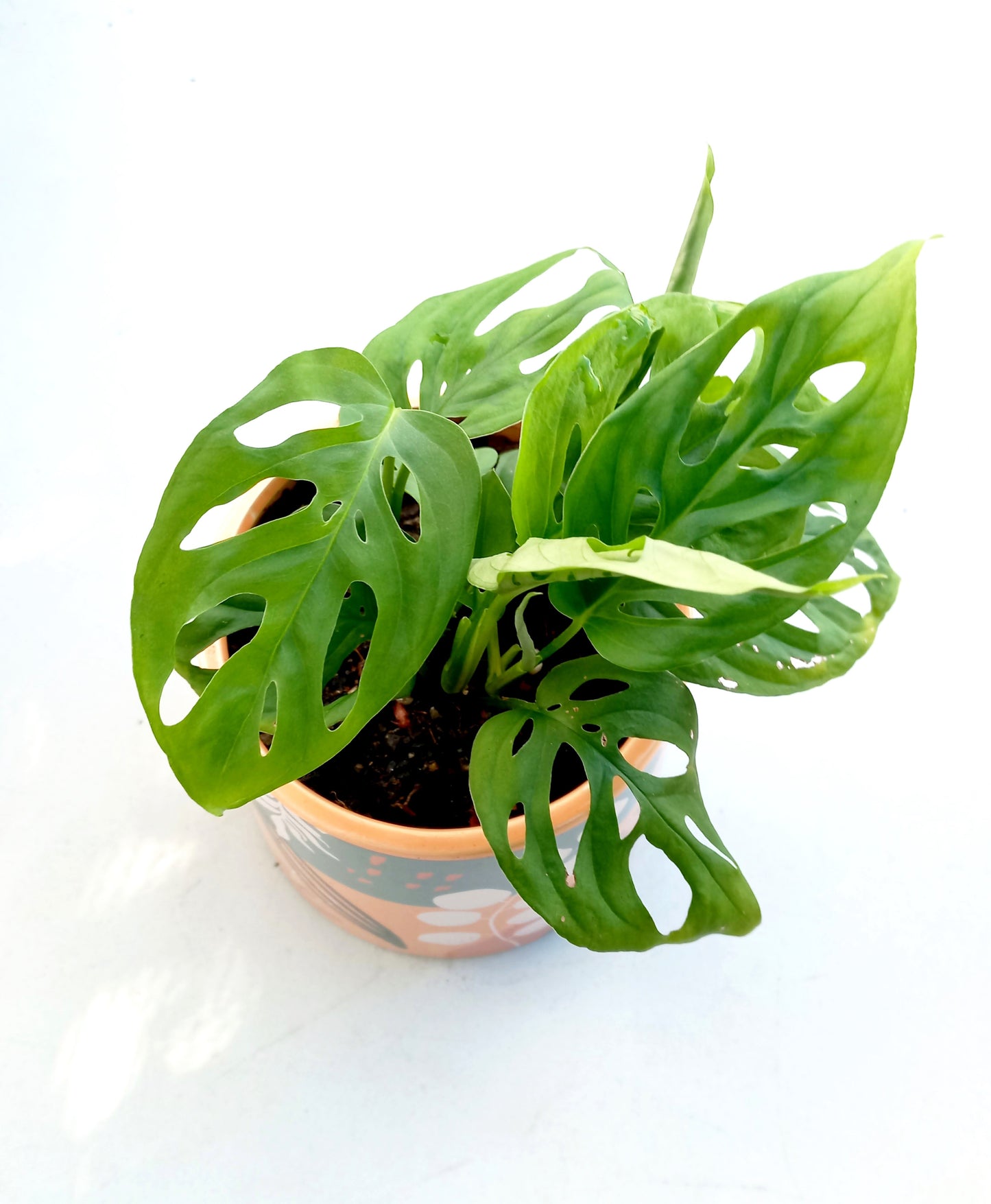 Esmi Foliage Planter Pot - ideal for indoor space!