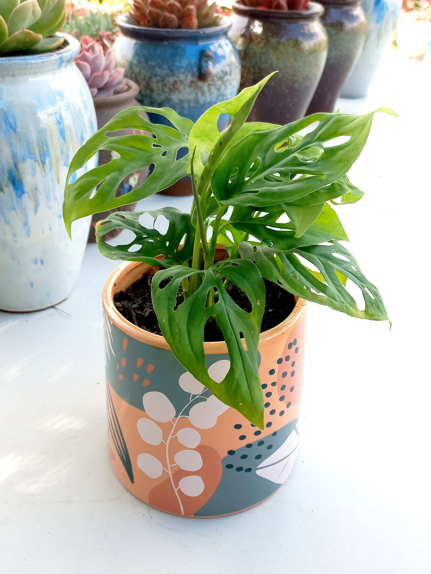 Esmi Foliage Planter Pot - ideal for indoor space!