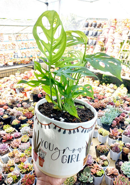 You Grow Girl Pun Planter - ideal for indoor space!