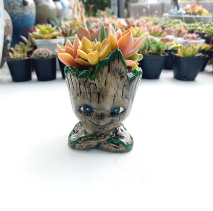 The Cutie Groot Succulent Pot