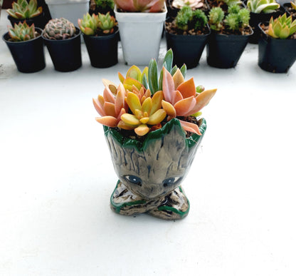 The Cutie Groot Succulent Pot