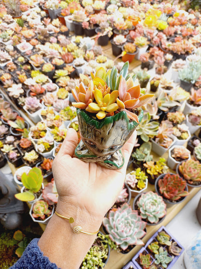 The Cutie Groot Succulent Pot