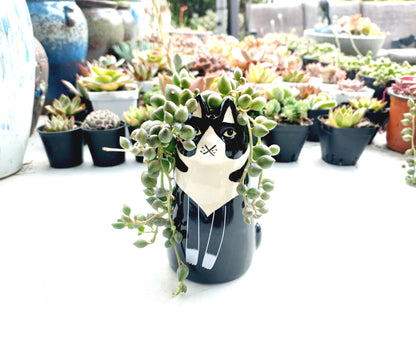 Sitting Black Cat Succulent pot - For Pet lovers❤️