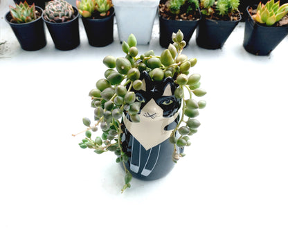 Sitting Black Cat Succulent pot - For Pet lovers❤️