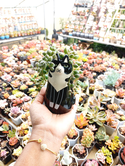 Sitting Black Cat Succulent pot - For Pet lovers❤️