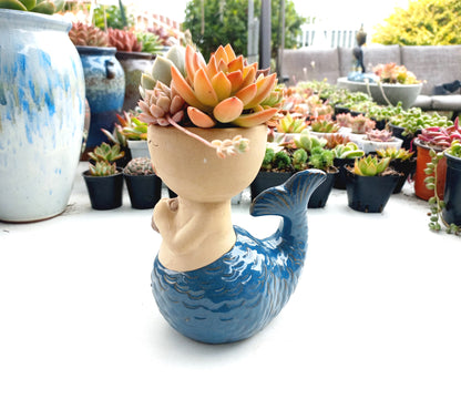 Magic Mermaid Succulent Pot - Blue