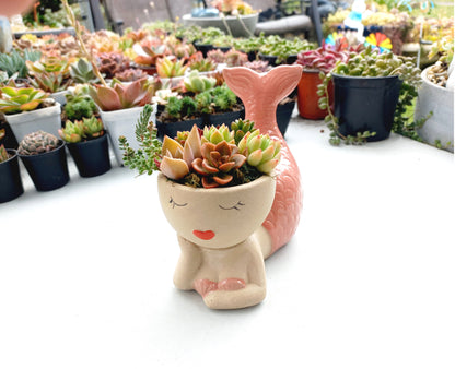 Magic Mermaid Succulent Pot - Pink