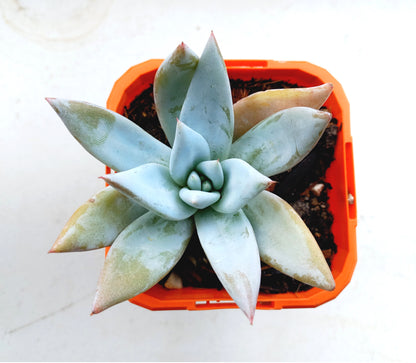 Echeveria Mexican Giant - 70mm pot