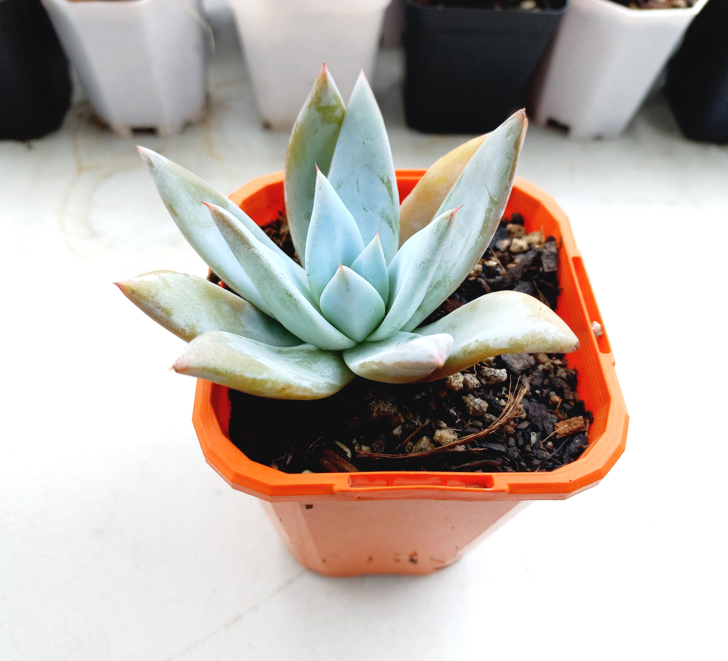 Echeveria Mexican Giant - 70mm pot