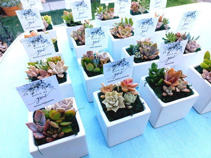 Square cube glazed Succulent Pots 8cm - Return Gifts / Souvenir Gifts