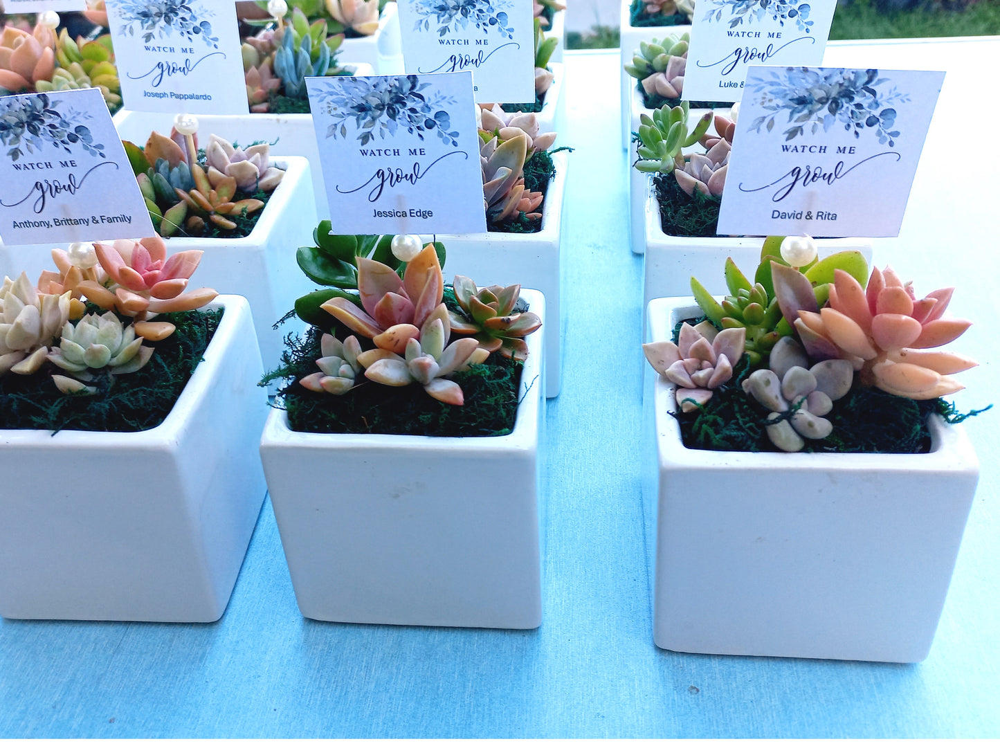 Square cube glazed Succulent Pots 8cm - Return Gifts / Souvenir Gifts