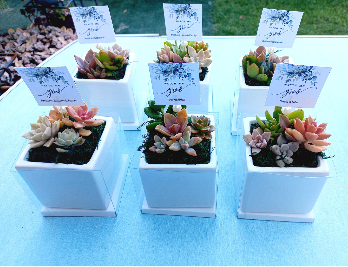 Square cube glazed Succulent Pots 8cm - Return Gifts / Souvenir Gifts