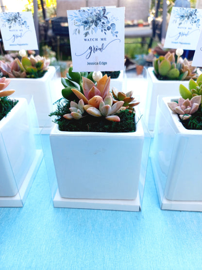 Square cube glazed Succulent Pots 8cm - Return Gifts / Souvenir Gifts