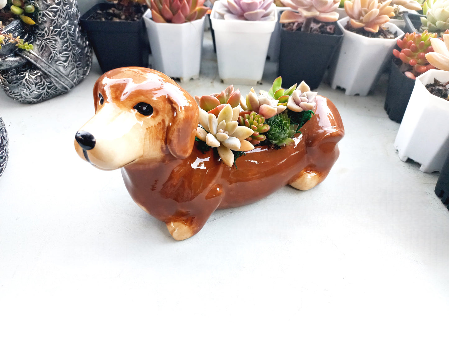 Brown Dachshund Dog Succulent pot - For Pet lovers❤️