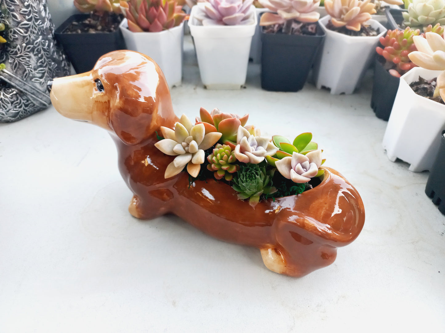 Brown Dachshund Dog Succulent pot - For Pet lovers❤️