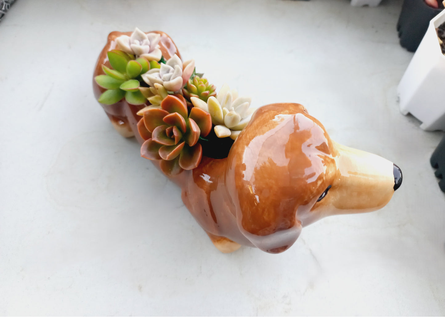 Brown Dachshund Dog Succulent pot - For Pet lovers❤️