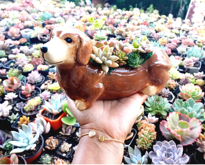 Brown Dachshund Dog Succulent pot - For Pet lovers❤️