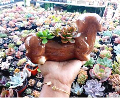 Brown Dachshund Dog Succulent pot - For Pet lovers❤️