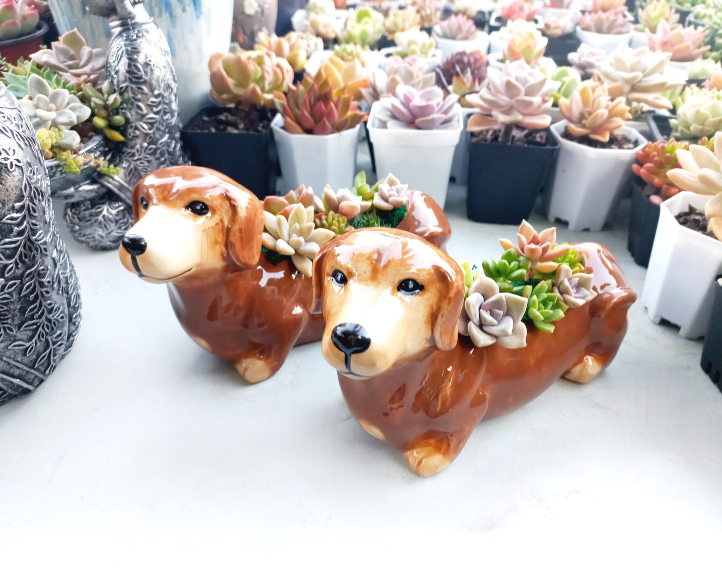 Brown Dachshund Dog Succulent pot - For Pet lovers❤️