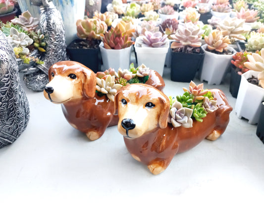 Brown Dachshund Dog Succulent pot - For Pet lovers❤️