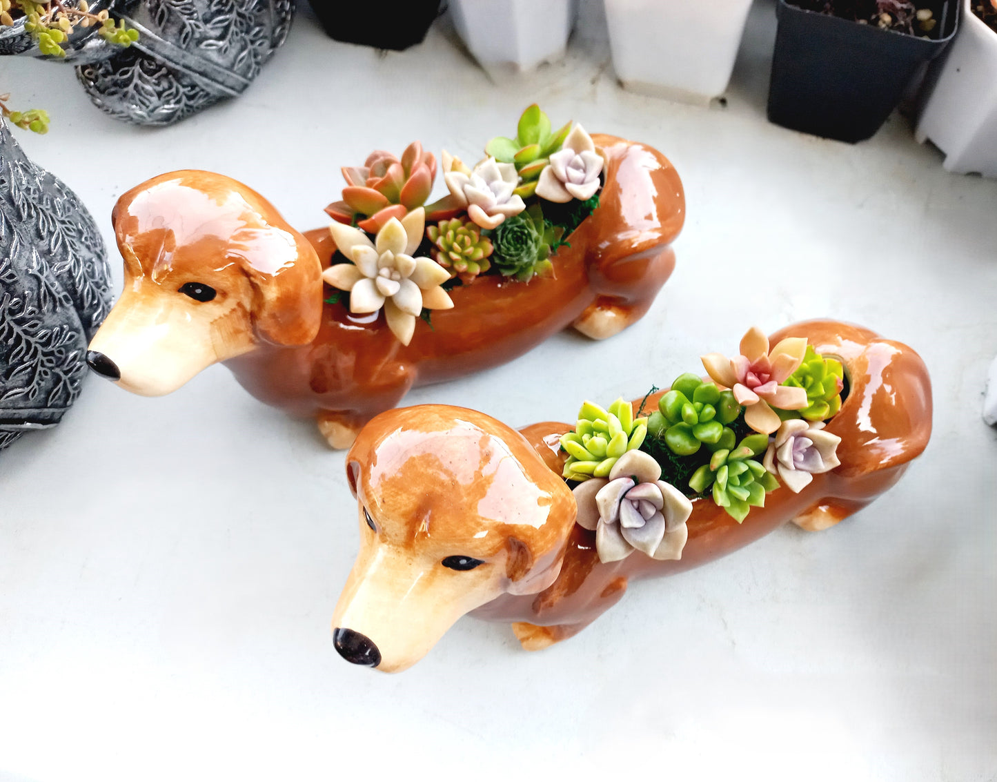 Brown Dachshund Dog Succulent pot - For Pet lovers❤️