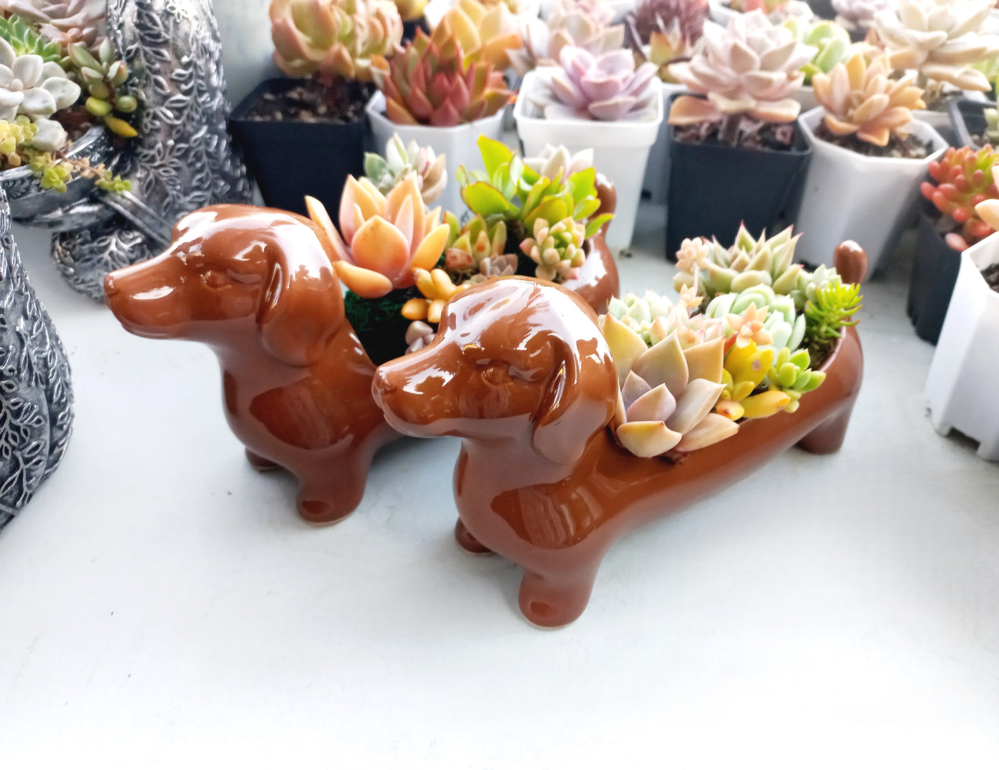 Brown Dachshund Dog Succulent pot - For Pet lovers❤️