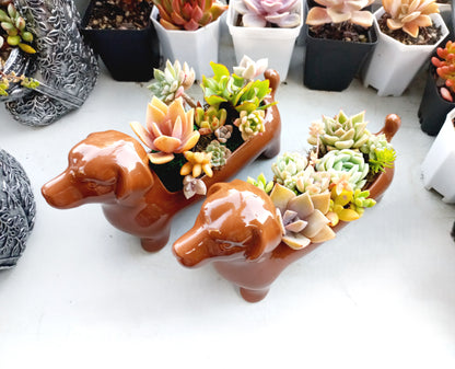 Brown Dachshund Dog Succulent pot - For Pet lovers❤️